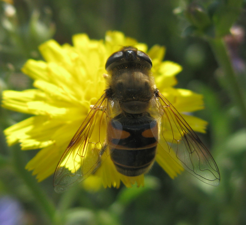 Eristalis tenax?